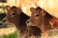 Jersey calves Royalty Free Stock Photo