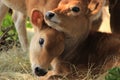 Jersey calves Royalty Free Stock Photo