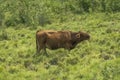 A Jersey cattle in a grass field. A British breed of small dairy cattle from Jersey Royalty Free Stock Photo