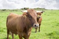 Jersey cattle on green pasture