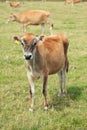 Jersey cow Royalty Free Stock Photo