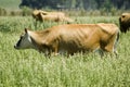 Jersey Cow Royalty Free Stock Photo