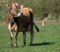 Jersey cow Royalty Free Stock Photo