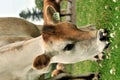 Jersey Cow Royalty Free Stock Photo