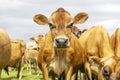 Jersey cow angry, a groep of Jersey cows, black nose brown coat