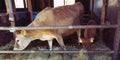 Jersey cow and calves in open stable on dutch organic farm in holland