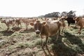 A curious jersey cow Royalty Free Stock Photo