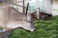 Jersey cow eating fresh grass