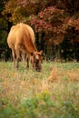 A jersey cow feeding in the pasture Royalty Free Stock Photo