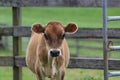 Jersey Cow in a Field on a Farm Royalty Free Stock Photo