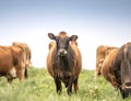 Curious Jersey Cow Against Blue Sky Background Royalty Free Stock Photo