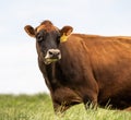Close-up of Jersey Dairy Cow in Field Royalty Free Stock Photo