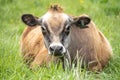 Jersey Cow in Meadow Looks at Camera Royalty Free Stock Photo