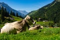 Jersey Cow grazes in alpine meadows. Cows at sunset. Cow on a green grass meadow. Cows gazing on green field Royalty Free Stock Photo