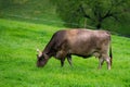 Jersey Cow grazes in alpine meadows. Cows at sunset. Cow on a green grass meadow. Cows gazing on green field Royalty Free Stock Photo