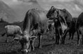 Jersey Cow grazes in alpine meadows. Cows at sunset. Cow on a green grass meadow. Cows gazing on green field Royalty Free Stock Photo