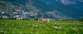 Jersey Cow grazes in alpine meadows. Cows at sunset. Cow on a green grass meadow. Cows gazing on green field Royalty Free Stock Photo