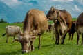 Jersey Cow grazes in alpine meadows. Cows at sunset. Cow on a green grass meadow. Cows gazing on green field Royalty Free Stock Photo