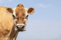 Jersey cow headshot, close up, brown tan and black nose and a blue background Royalty Free Stock Photo