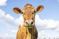 Jersey cow headshot looking friendly blue cloudy background