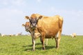 Jersey cow loll out her tongue, behind the back of another cow, the herd in the background, standing in a pasture under a pale Royalty Free Stock Photo