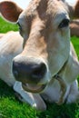 Jersey Cow lying in the grass