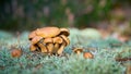 Jersey cow mushroom Suillus bovinus on the forest