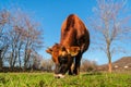 Jersey cow on pasture