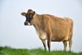 Jersey cow Royalty Free Stock Photo
