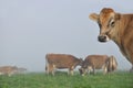 Jersey cow Royalty Free Stock Photo