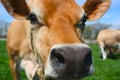 Jersey Cow sniffing at a camera Royalty Free Stock Photo