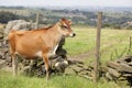 Jersey cow by a stone wall Royalty Free Stock Photo