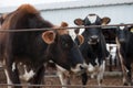 Jersey cows /dairy cattle farm