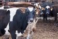 Jersey cows /dairy cattle farm