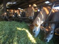 Jersey Cows eating grass silage