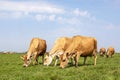 Jersey cows graze in a meadow, seen from the front, full in view, sky as background in a landscape Royalty Free Stock Photo