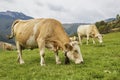 Jersey cows grazing in green pasture