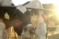 Jersey Cows grazing