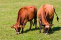 Jersey cows on pasture