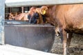 A Jersey dairy cow at a small 7 generation family dairy in Illinois