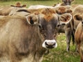 Jersey Dairy Cows, Cattle
