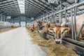 Jersey dairy cows in a free livestock stall Royalty Free Stock Photo