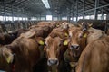 Jersey dairy cows in free livestock stall