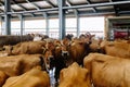 Jersey dairy cows in free livestock stall