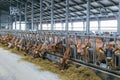 Jersey dairy cows in a free livestock stall