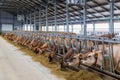 Jersey dairy cows in a free livestock stall