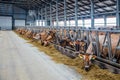 Jersey dairy cows in a free livestock stall Royalty Free Stock Photo