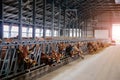 Jersey dairy cows in free livestock stall Royalty Free Stock Photo