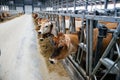 Jersey dairy cows in free livestock stall Royalty Free Stock Photo