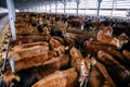 Jersey dairy cows in free livestock stall Royalty Free Stock Photo